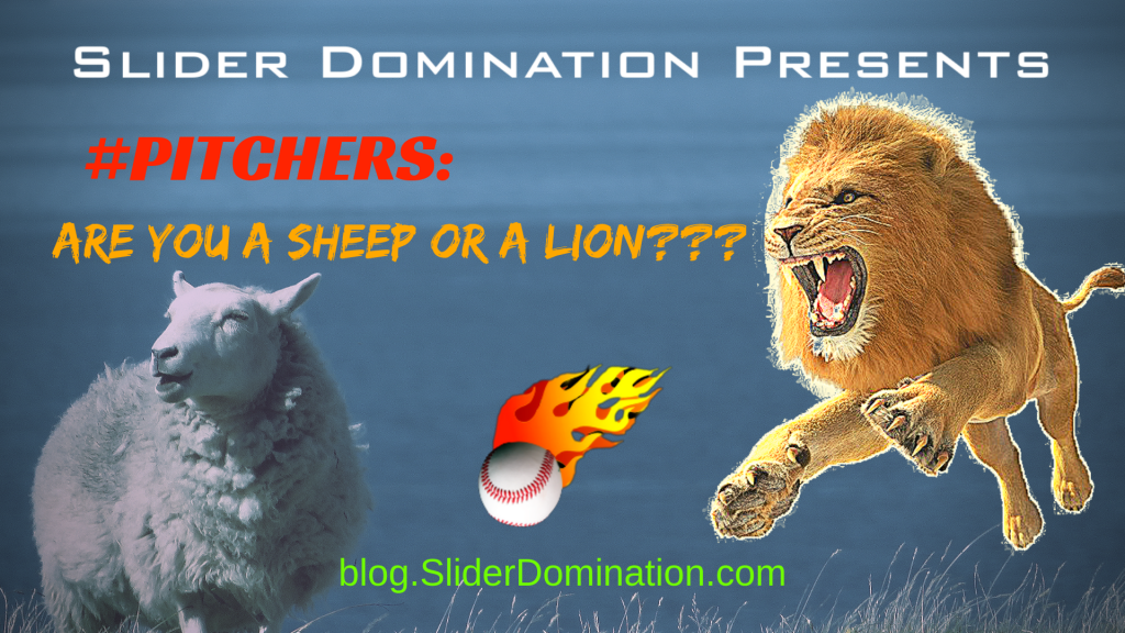 sheep vs lions